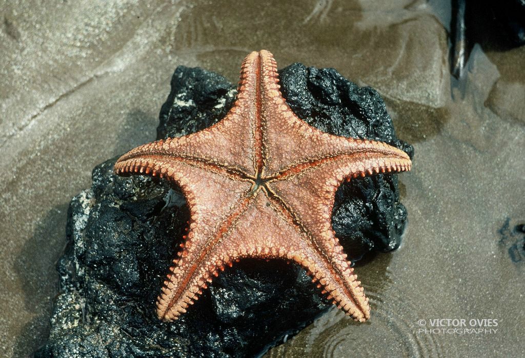 Estrella de Mar
